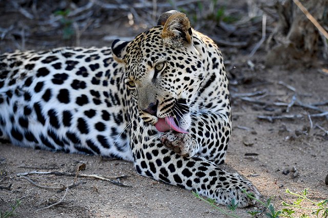 Ягуар сбежал из вольера в красноярском зоопарке