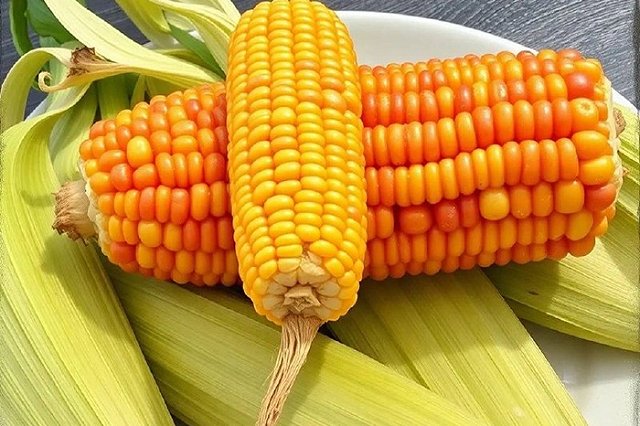 Американскую кукурузу не пустили на Урал