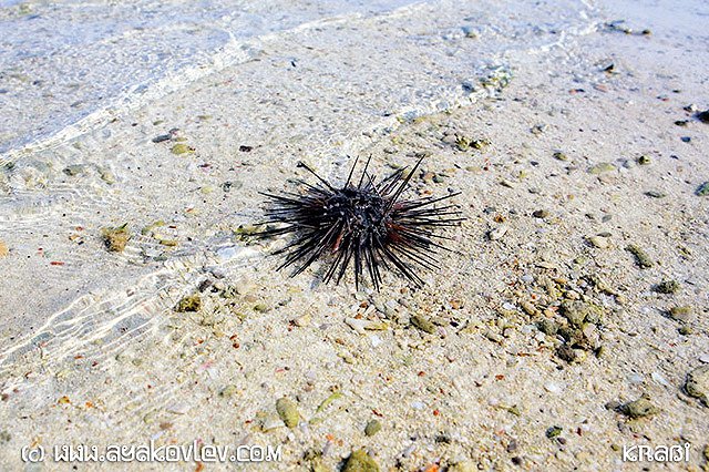 Мурманские власти придумали заменить лосось морским ежом