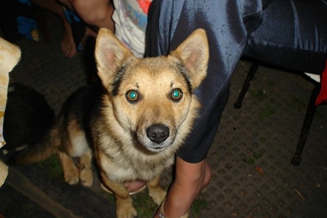 Бригады Спецавтобазы с начала года отловили более 2000 бродячих псов