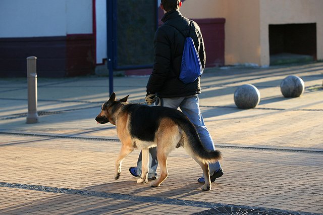 В Перми работники склада привязали собаку тросом к батарее и оставили умирать