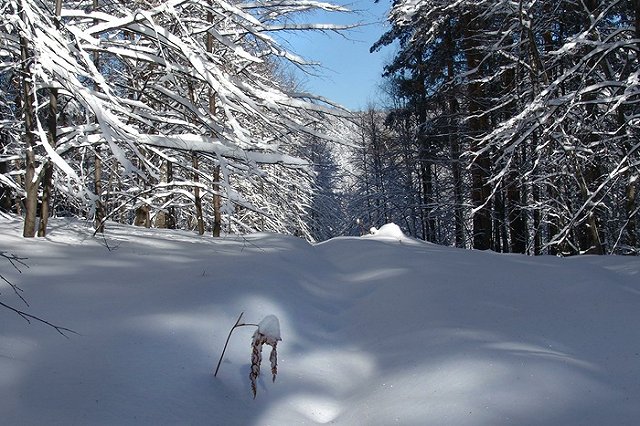 Егеря, который сам отремонтировал дорогу, оштрафовали на 2,5 млн