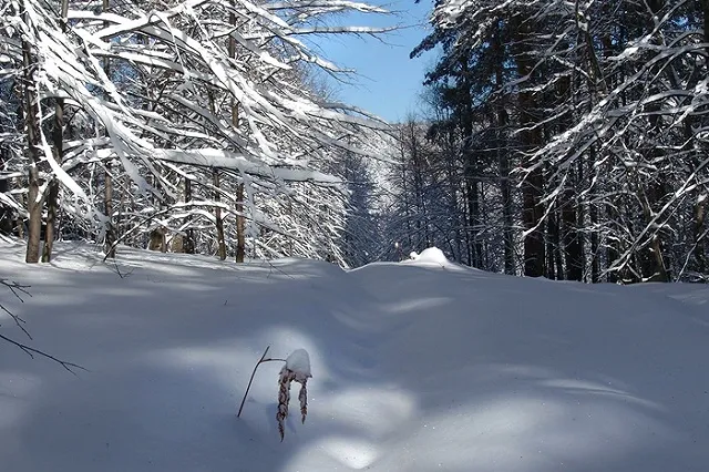 Егеря, который сам отремонтировал дорогу, оштрафовали на 2,5 млн