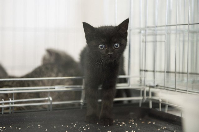 Екатеринбурженка тайно «прописала» в своей квартире 10 кошек и 15 собак