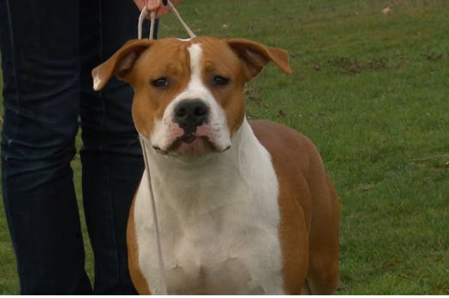 В Тюмени пес бойцовской породы набросился на двух девушек при хозяине