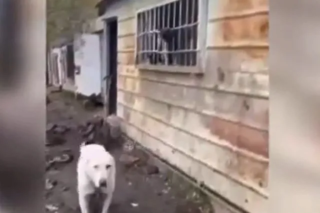 Под Нижним Тагилом обнаружили питомник с ужасными условиями