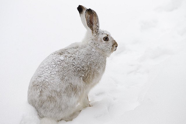 Американскому актеру грозит срок за убийство кролика бывшей девушки