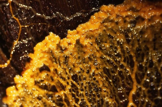 Десятиметровое безмозглое существо с 720 полами поразило Париж