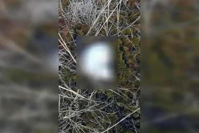 В Екатеринбурге геодезисты нашли в поле человеческий череп