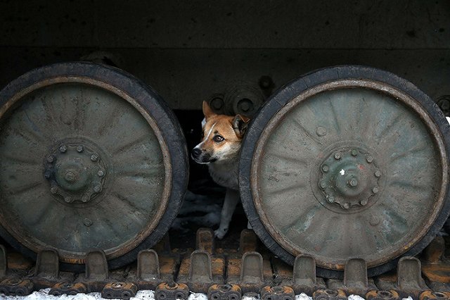 Уральский радиолюбитель опознал палача батальона «Азов», казнившего ополченца