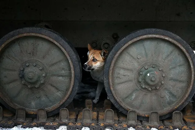 Уральский радиолюбитель опознал палача батальона «Азов», казнившего ополченца