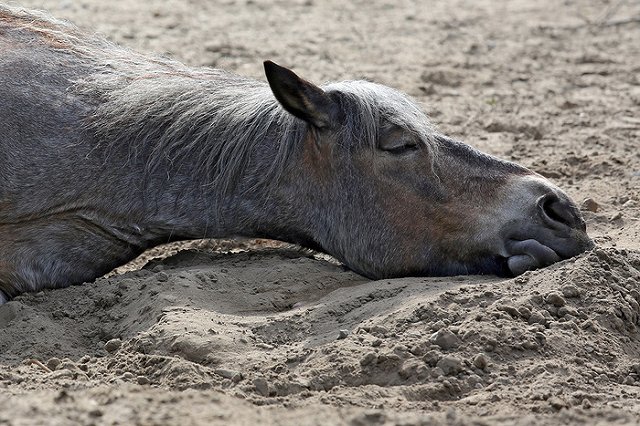 В «Яндексе» рассказали о снящихся россиянам покойниках и беременностях