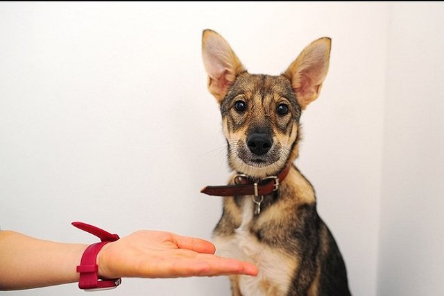 Екатеринбурженка в течение четырёх лет готовит дворняжек к выходу в свет