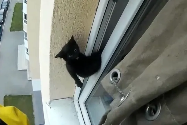 Альпинист-зооспасатель вытащил котенка из оконной рамы на 8-м этаже