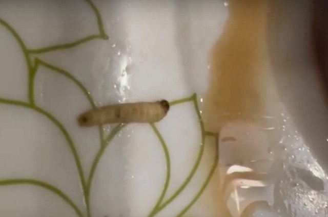 Уралочке доставили роллы с червями