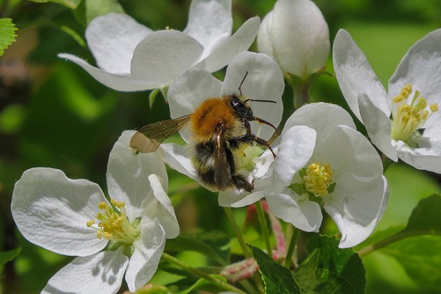 Парк Павлика Морозова не достанется застройщикам