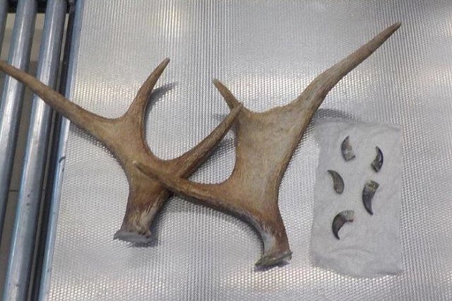 В Екатеринбурге задержали женщину с медвежьими когтями