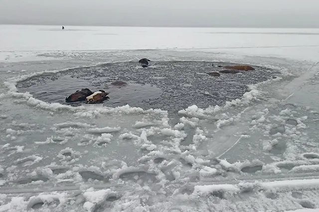 «Плыл по океану рыжий остров». Четыре лошади погибли, провалившись под лед озера на Урале