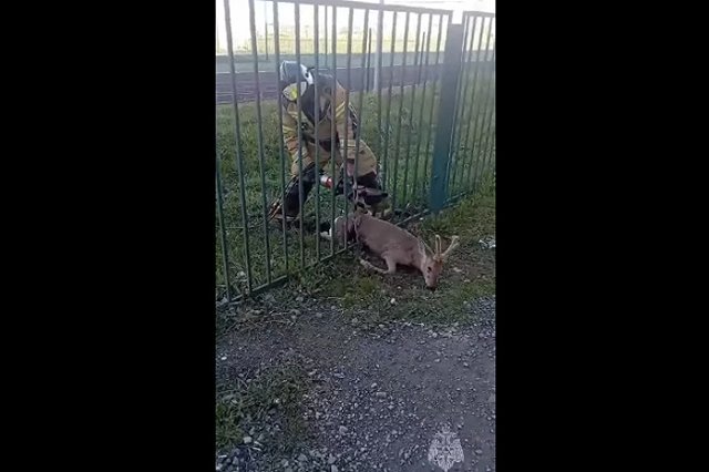 В Кушве сотрудники МЧС распилили забор с застрявшей косулей (ВИДЕО)