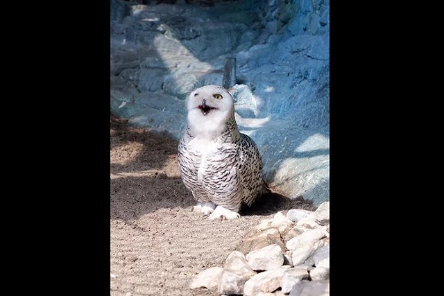 Сова Букля победила в голосовании за звание первой красавицы Екатеринбургского зоопарка