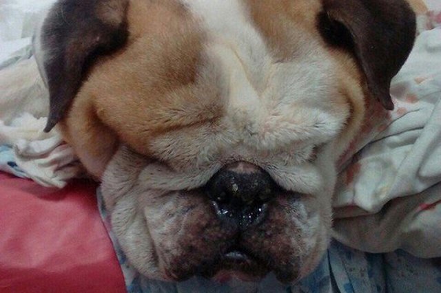 В Екатеринбурге семья выбросила больного бульдога умирать на мороз