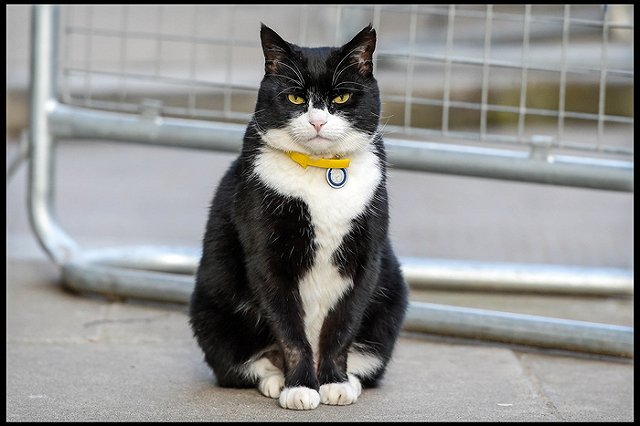 Из Булгаковского дома в Москве похитили кота Бегемота