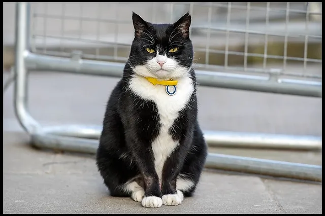 Из Булгаковского дома в Москве похитили кота Бегемота