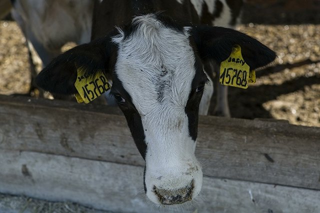 Свердловчанин оплатил свой долг, не желая расставаться с рогатым скотом