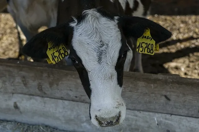 Свердловчанин оплатил свой долг, не желая расставаться с рогатым скотом