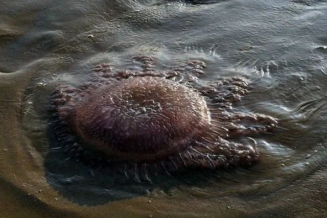 Прогулочный катер перевернулся в Крыму из-за увидевших медузу туристов