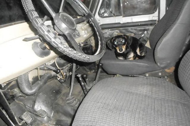 В Свердловской области такса-рецидивист вместе с хозяином угнала автомобиль