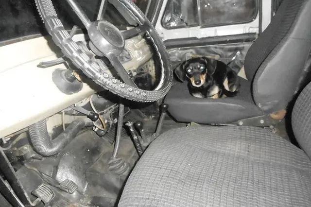 В Свердловской области такса-рецидивист вместе с хозяином угнала автомобиль