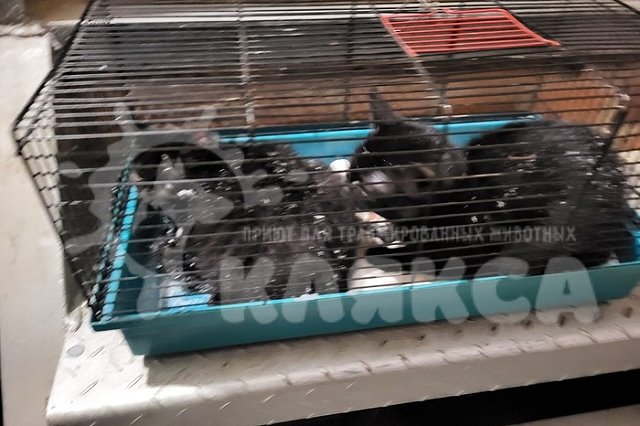 В Екатеринбурге неизвестные в мороз выбросили в пакете котят