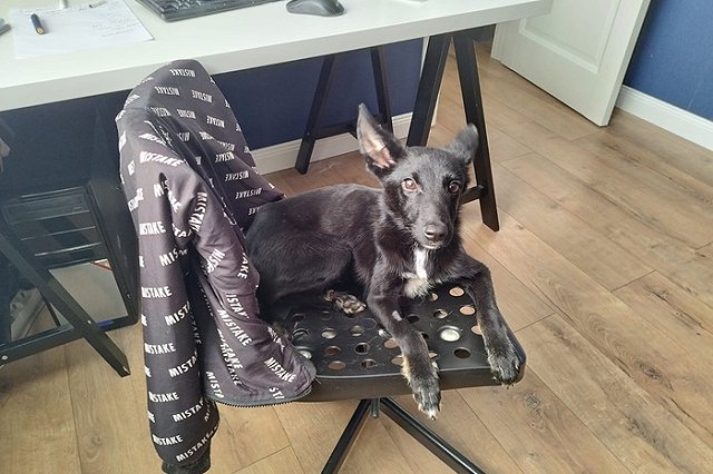 «Человек собаке друг». Ищем новый дом Мухе!