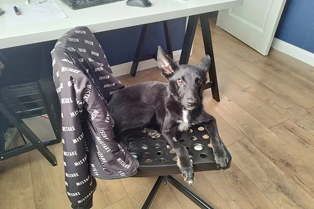 «Человек собаке друг». Ищем новый дом Мухе!