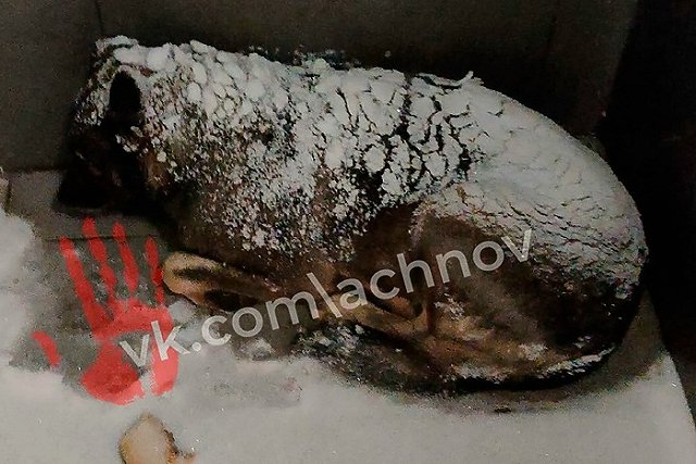 На Урале из известной пиццерии уволили сотрудника, согревшего дворняжку