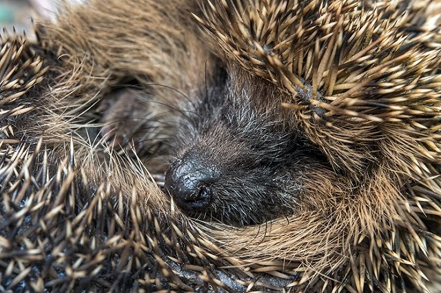 Житель Первоуральска спас ежа, переползавшего дорогу