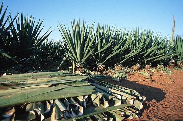 Ford будет производить детали из отходов производства текилы