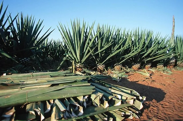 Ford будет производить детали из отходов производства текилы