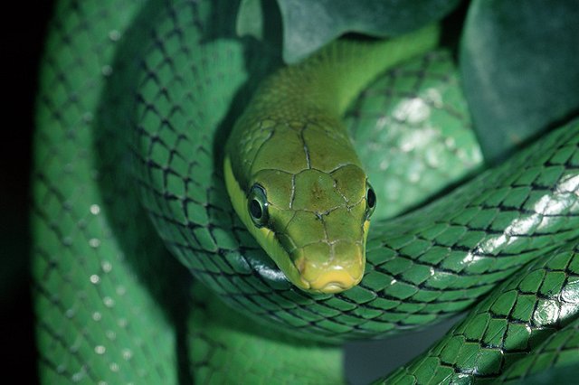 Потерявшуюся в самолете змею помогли найти пассажиры