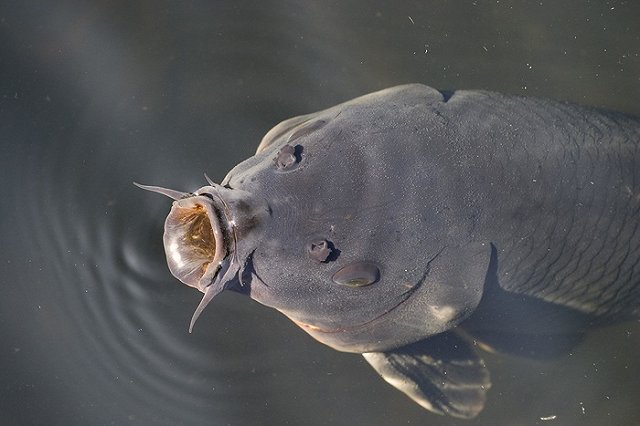 НТМК заселяет пруды Нижнего Тагила белым амуром, поедающим мертвые водоросли