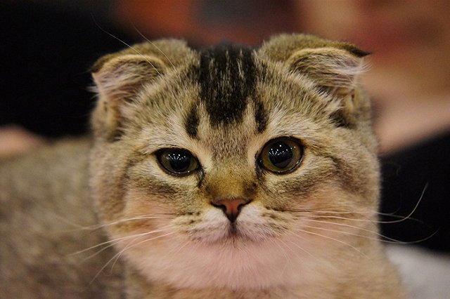 Ученые назвали 5 животных, которые лечат людей