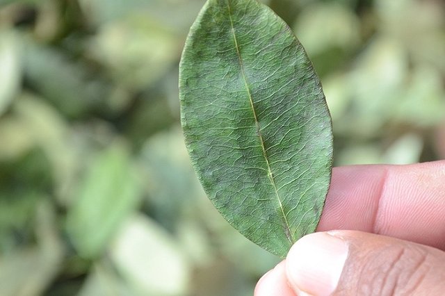 В аэропорту Буэнос-Айреса задержали гражданина России с чемоданом кокаина