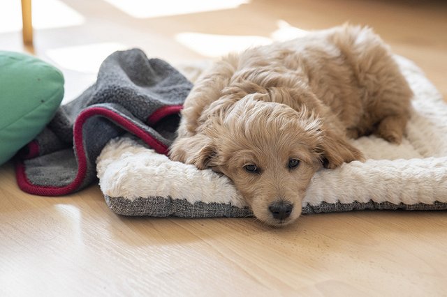 Пользователи Сети запустили новый челендж — подпоясывать на себе одеяла и подушки