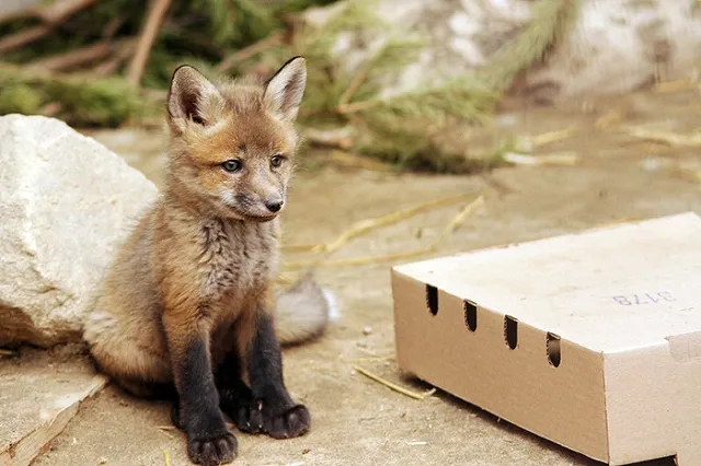 Ми-ми-ми: в Екатеринбургском зоопарке родились лисята