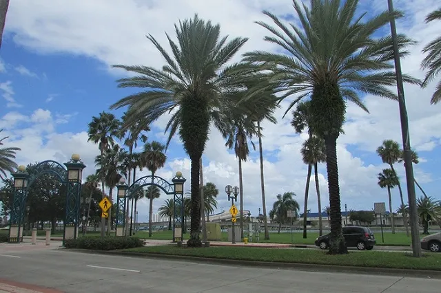 Супербогачи в США начали скупать по всему миру уникальные живые деревья для пересадки в своих садах