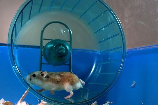 RT сказкой о хомячке предупредил европейцев об угрозе голодного Рождества