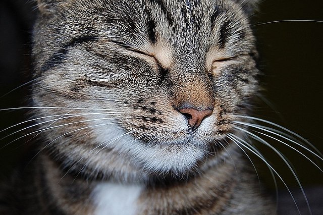 В автобусе заметили екатеринбурженку с мертвым котёнком