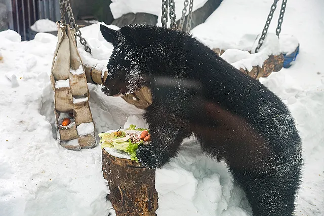 В Екатеринбургском зоопарке проснулись мишки — фото