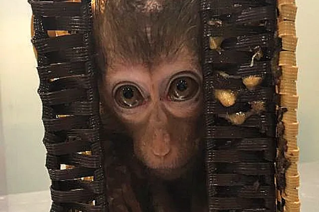 Лемуры и обезьяны в чемодане